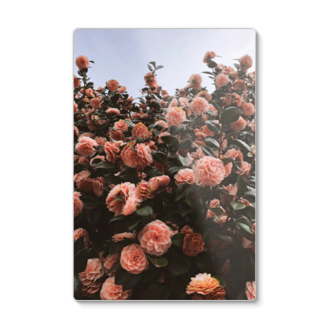 Camellias In Portland