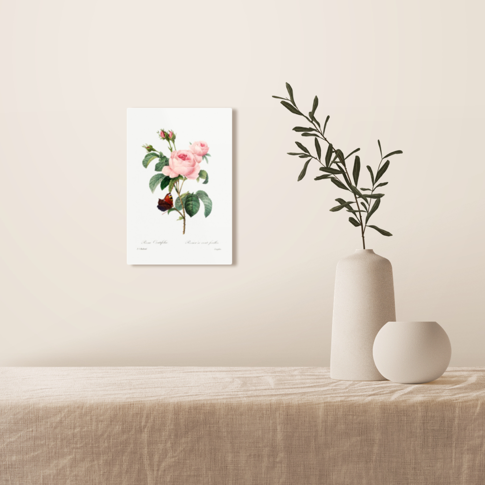 Cabbage rose