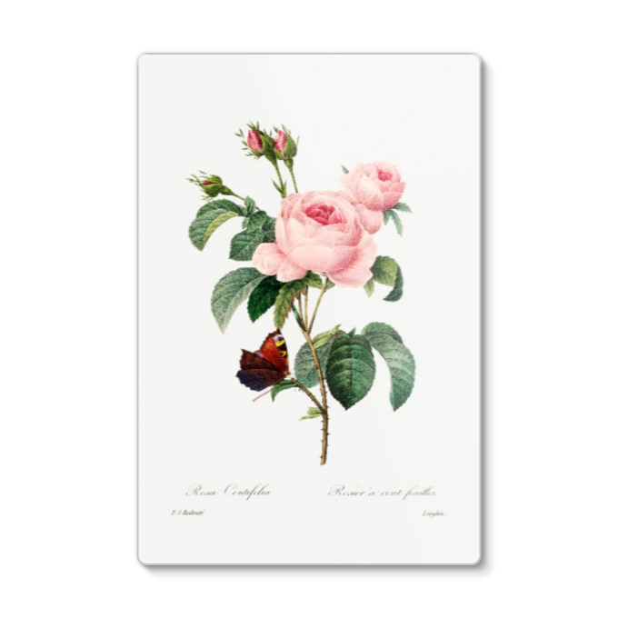 Cabbage rose