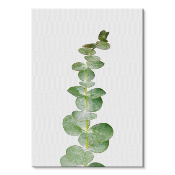 show case main image